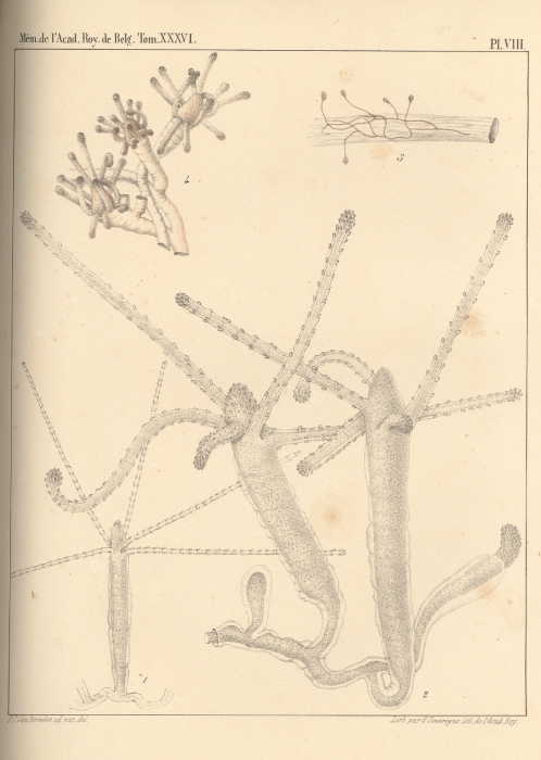 Van Beneden (1867, pl. 08) Van Beneden (1867, pl. 08)