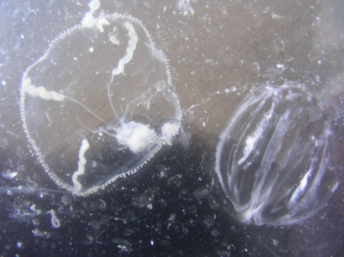 het kwalletje Eutonina indicans het kwalletje Eutonina indicans