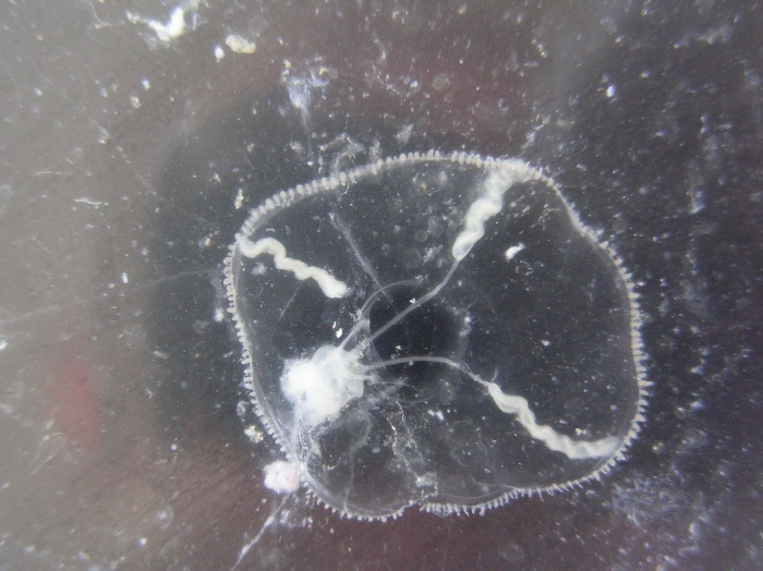 Eutonina indicans Eutonina indicans