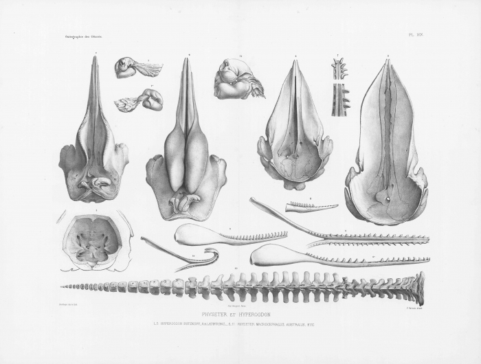 Van Beneden & Gervais (1880, pl. 19) Van Beneden & Gervais (1880, pl. 19)