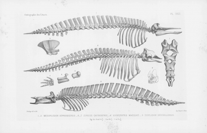 Van Beneden & Gervais (1880, pl. 22) Van Beneden & Gervais (1880, pl. 22)