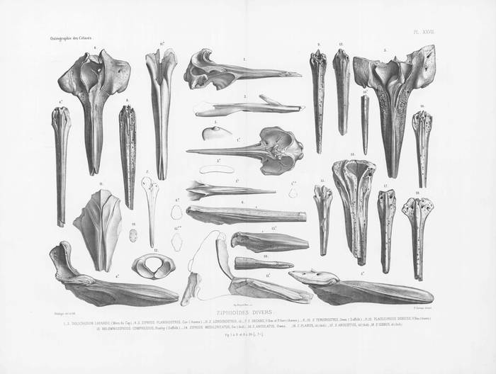 Van Beneden & Gervais (1880, pl. 27) Van Beneden & Gervais (1880, pl. 27)