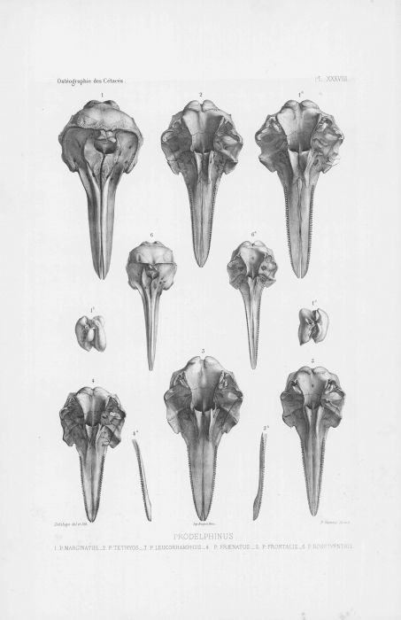 Van Beneden & Gervais (1880, pl. 38) Van Beneden & Gervais (1880, pl. 38)