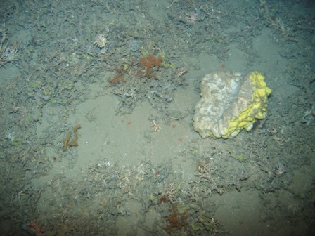 sponge from 720 m deep sponge from 720 m deep