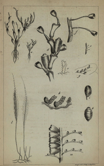 Westendorp (1843, pl. 1) Westendorp (1843, pl. 1)