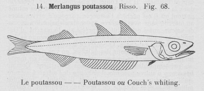 Gilson (1921, fig. 68)