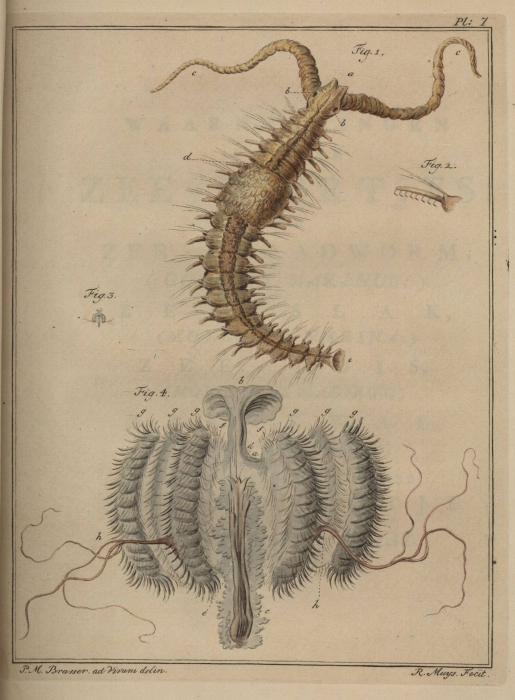 Slabber (1778, pl. 07) Slabber (1778, pl. 07)