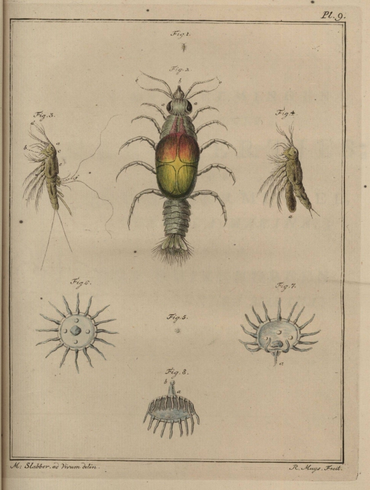 Slabber (1778, pl. 09) Slabber (1778, pl. 09)