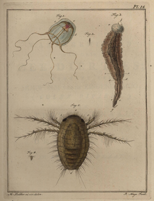 Slabber (1778, pl. 14) Slabber (1778, pl. 14)