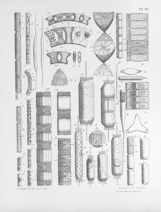 Meunier (1915, pl. 9) Meunier (1915, pl. 9)