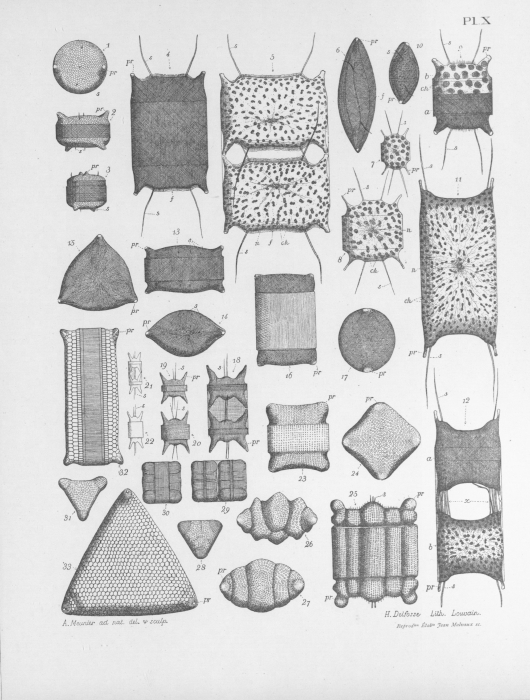Meunier (1915, pl. 10) Meunier (1915, pl. 10)