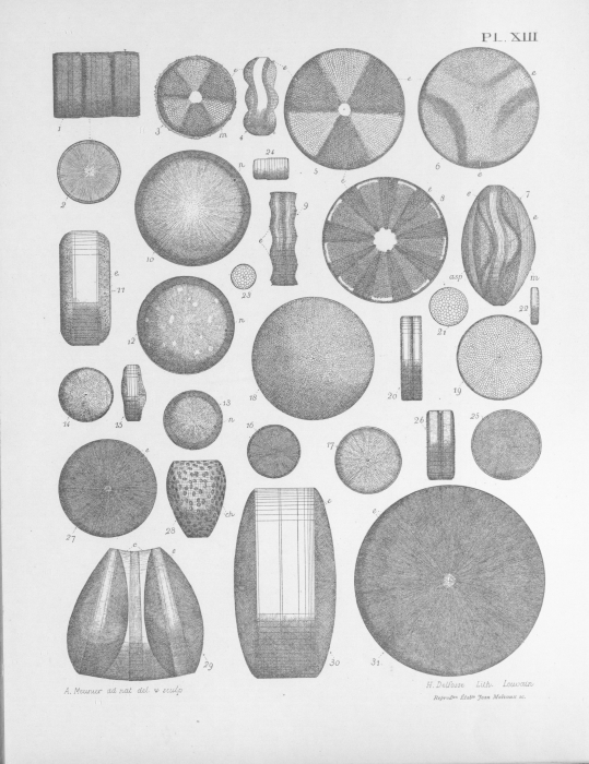 Meunier (1915, pl. 13) Meunier (1915, pl. 13)