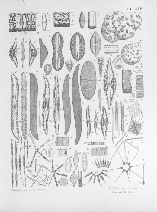 Meunier (1915, pl. 14) Meunier (1915, pl. 14)