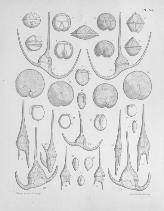 Meunier (1919, pl. 20) Meunier (1919, pl. 20)