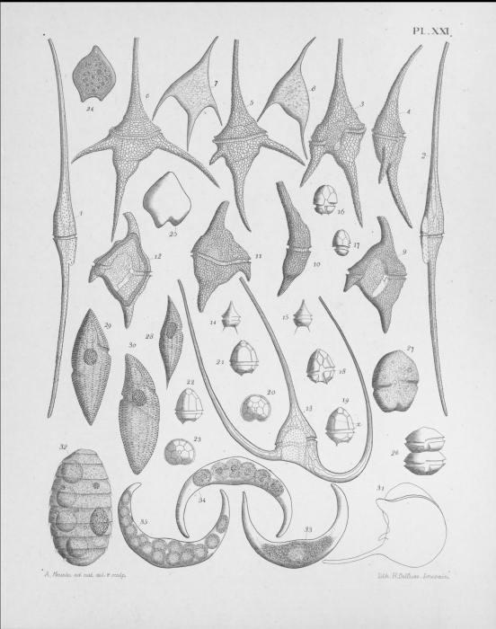 Meunier (1919, pl. 21) Meunier (1919, pl. 21)