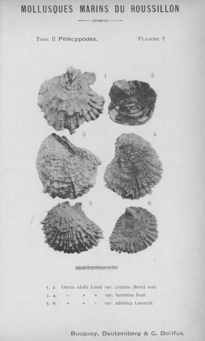 Bucquoy et al. (1887-1898, pl. 02)