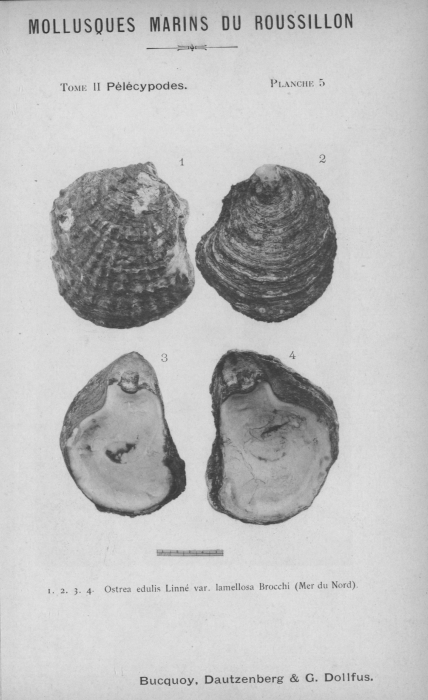Bucquoy et al. (1887-1898, pl. 05)