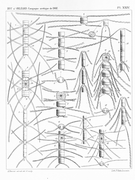 Meunier (1910, pl. 24) Meunier (1910, pl. 24)