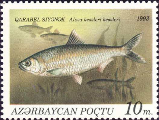 Alosa kessleri