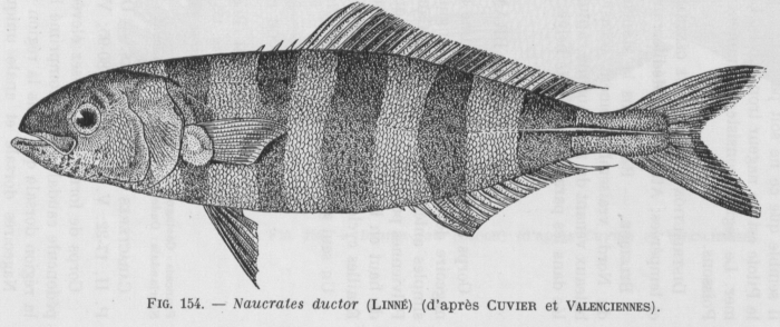 Naucrates ductor image