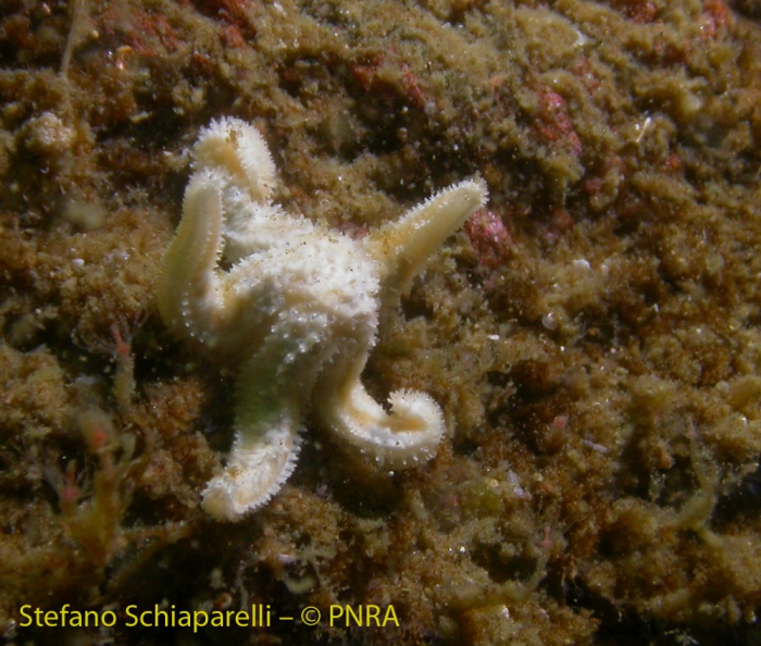 Asteroidea 1 Asteroidea 1