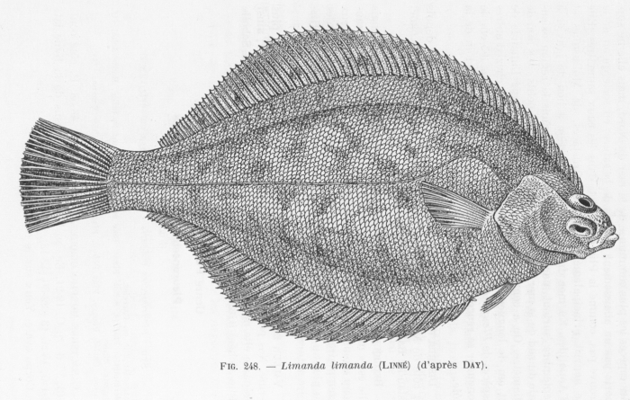 Poll (1947, fig. 248)