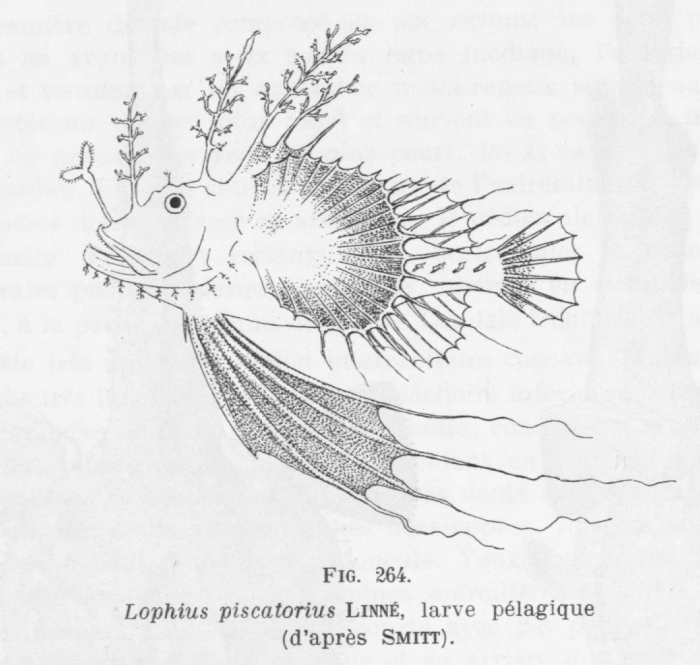 Poll (1947, fig. 264)