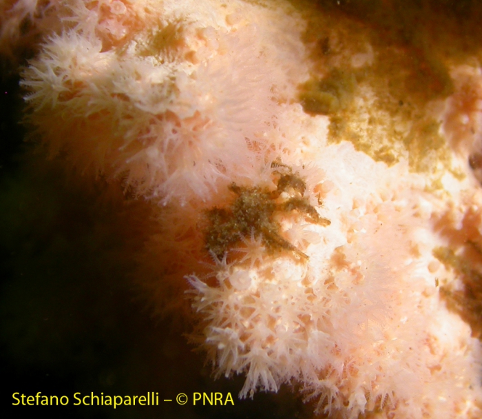 Pantopod feeding on Alcyonium Pantopod feeding on Alcyonium