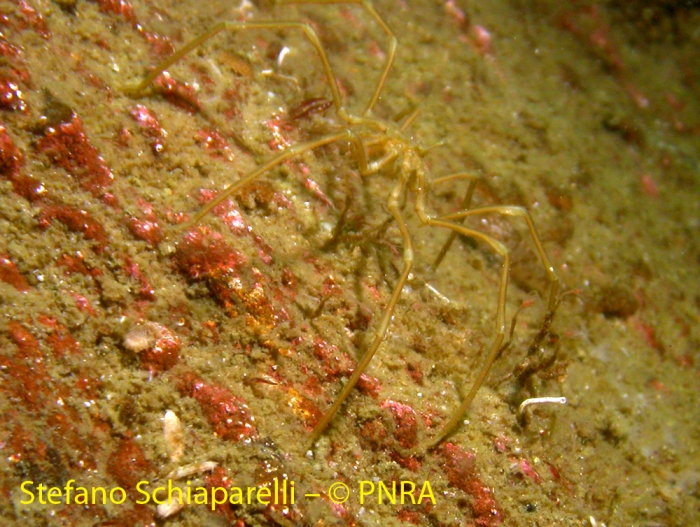 Pantopoda 4 Pantopoda 4