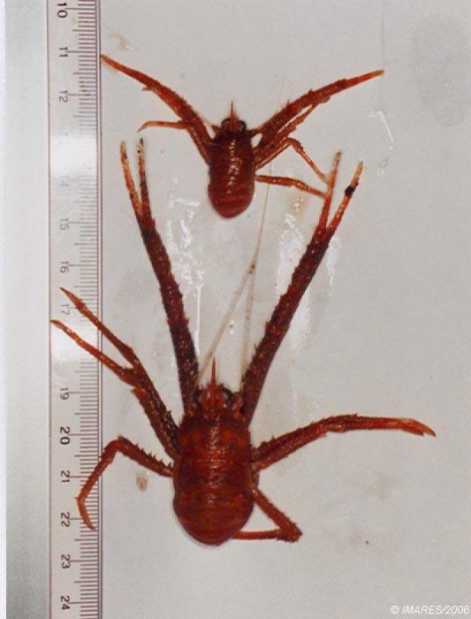 Munida rugosa (Fabricius, 1775) 