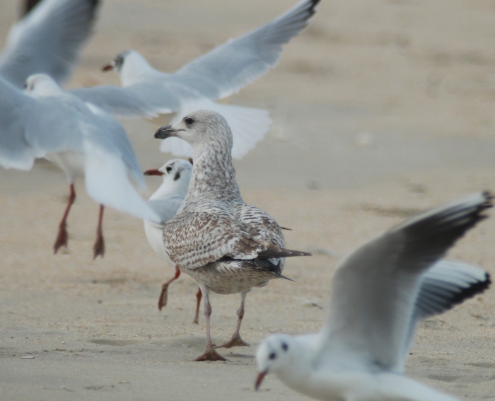 Herring gull amongst black-headed gulls