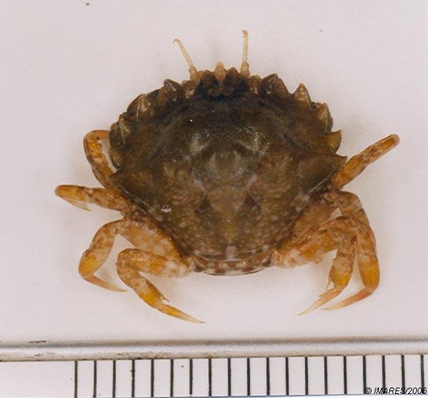 Pirimela denticulata (Montagu, 1808) 