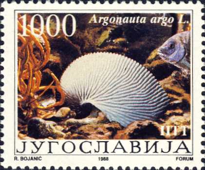Argonauta argo