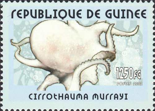Cirrothauma murrayi