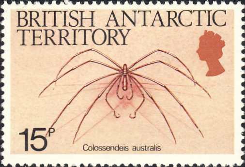 Colossendeis australis