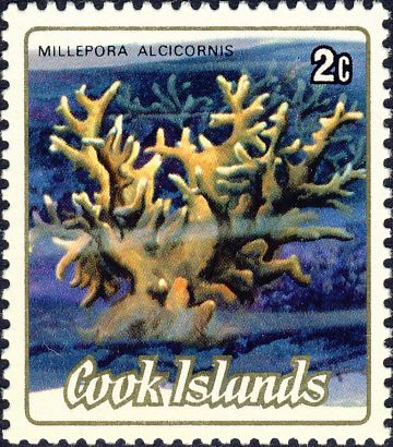 Millepora alcicornis