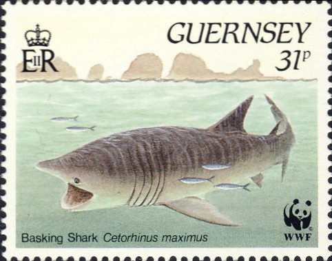 Basking Shark Basking Shark