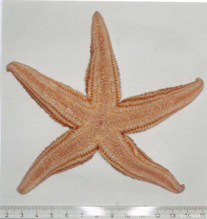 Asterias rubens Linnaeus, 1758 