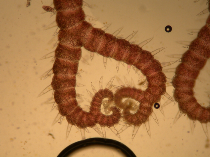 Ceramium ciliatum (J.Ellis) Ducluzeau, 1806 Ceramium ciliatum (J.Ellis) Ducluzeau, 1806