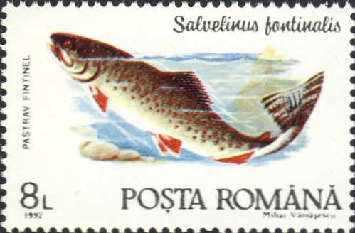 Salvelinus fontinalis