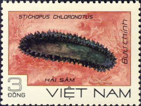 Stichopus chloronotus