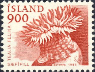Tealia felina