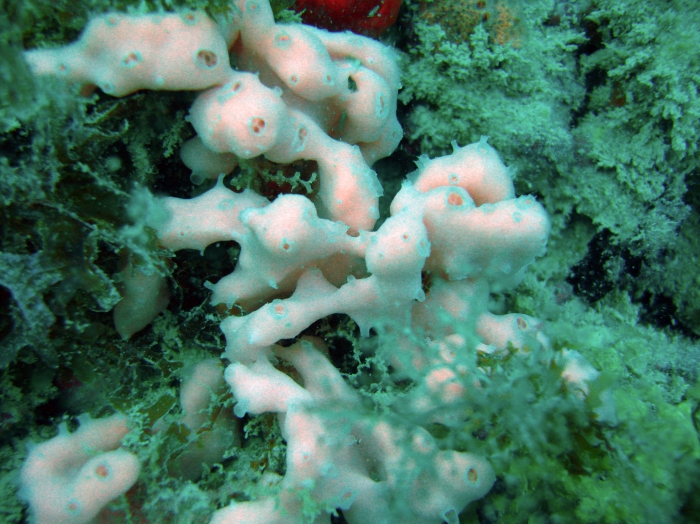 Leucetta potiguar in vivo Leucetta potiguar in vivo