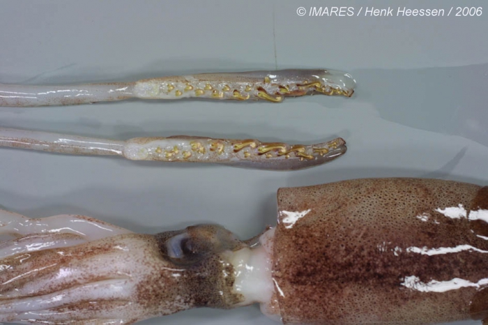 Onychoteuthis banksii (Leach, 1817) Onychoteuthis banksii (Leach, 1817)