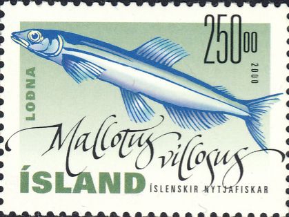 Mallotus villosus