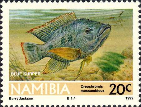 Oreochromis mossambicus image