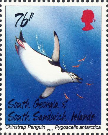Pygoscelis antarctica