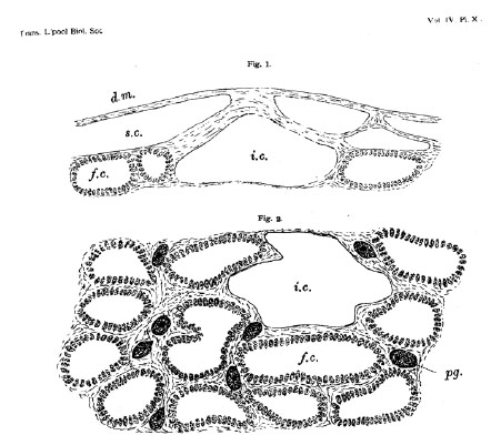 Halisarca rubra cross section Halisarca rubra cross section