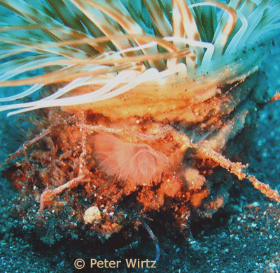 map of portugal and madeira. calculator, Madeira+