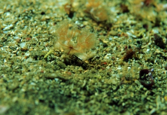 Phoronopsis harmeri